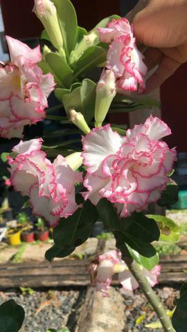 Rosa do deserto mudas especiais - Foto 5