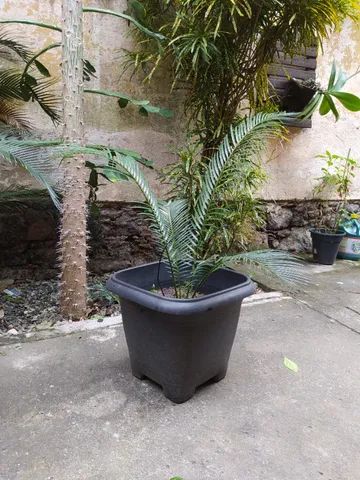 Muda de palmeira Sagú - Foto 2