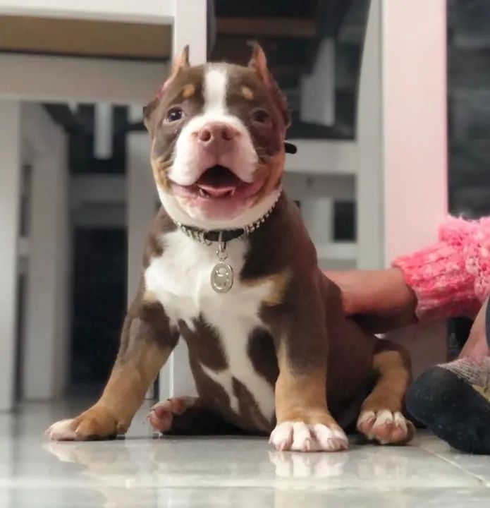 American Bully Com Penteado Feito