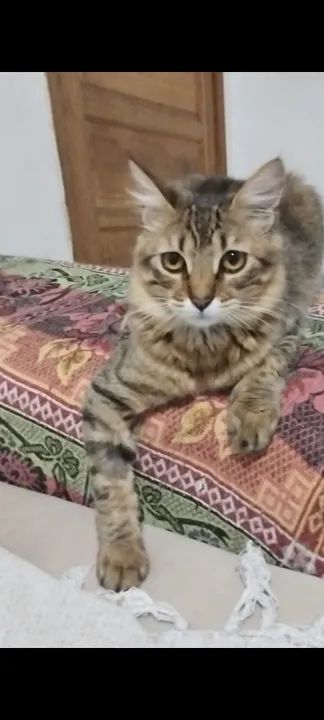 Adoção conjunta gatas tigradas. - Foto 2