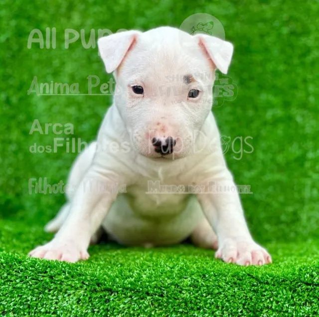 O novo integrante da sua familia - bullterrier  - Foto 2