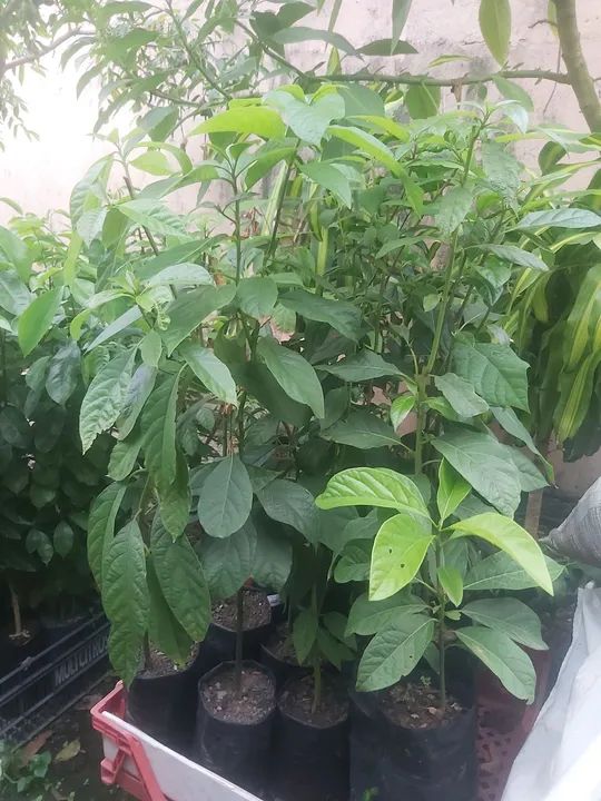 MUDA GOIABA TAILANDESA VERMELHA ENXERTADA  - Foto 6