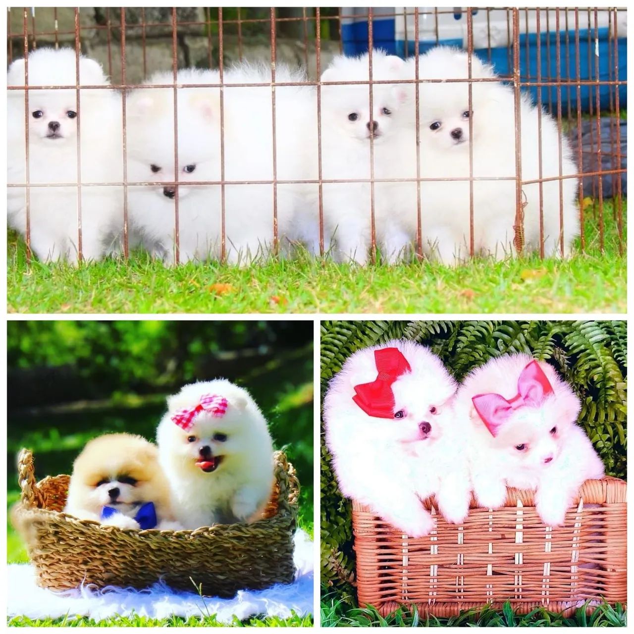 Lindos Filhotes de Lulu da Pomerânia (Spitz Alemão) disponíveis - ambos os  sexos - Cachorros e acessórios - Vila Góis, Anápolis 1316342365 | OLX