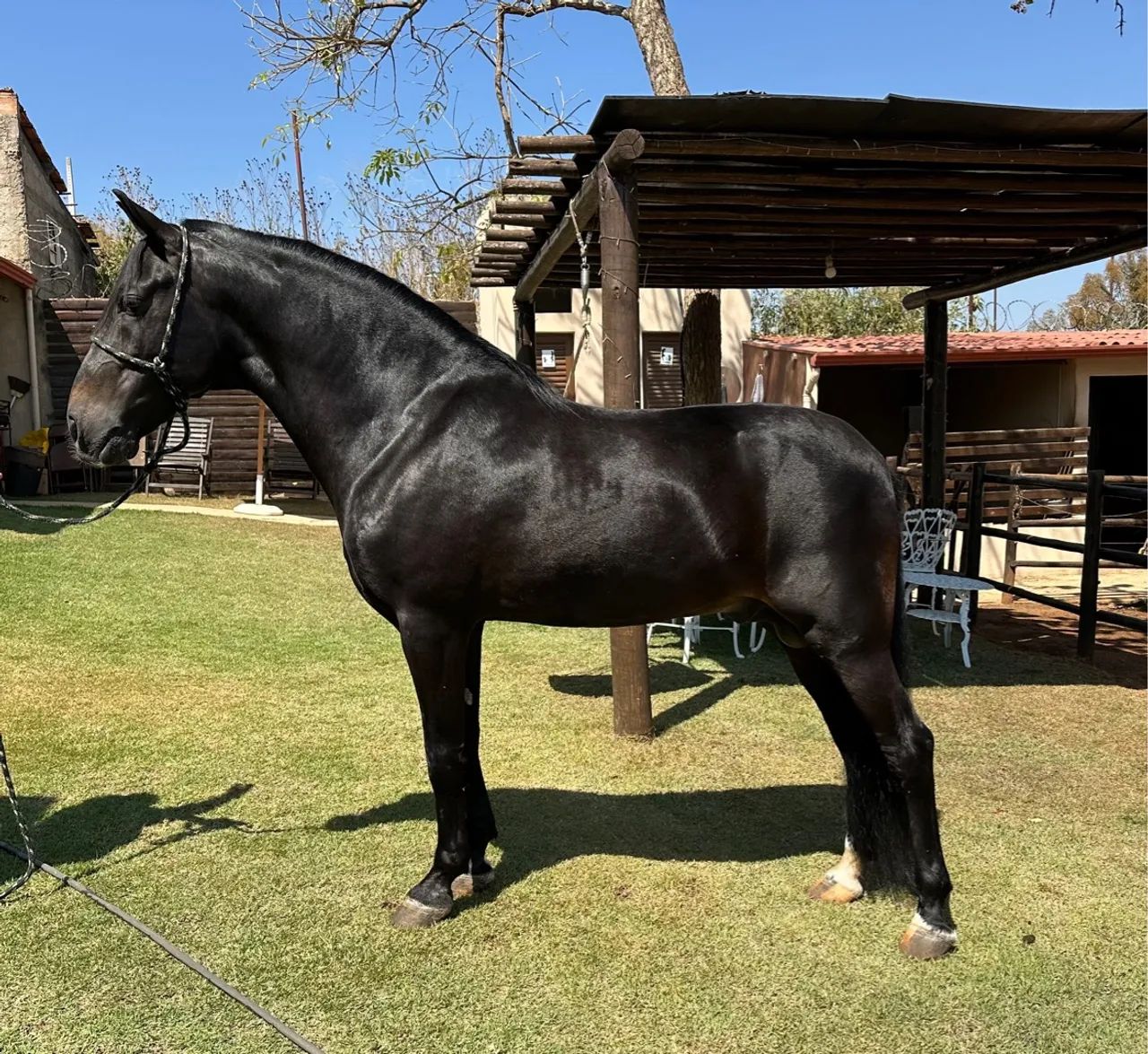 Cavalo preto manga larga - Foto 6