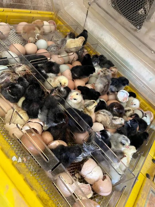 Pintinhos GLC (galinha de linhagem caipira) - Foto 3