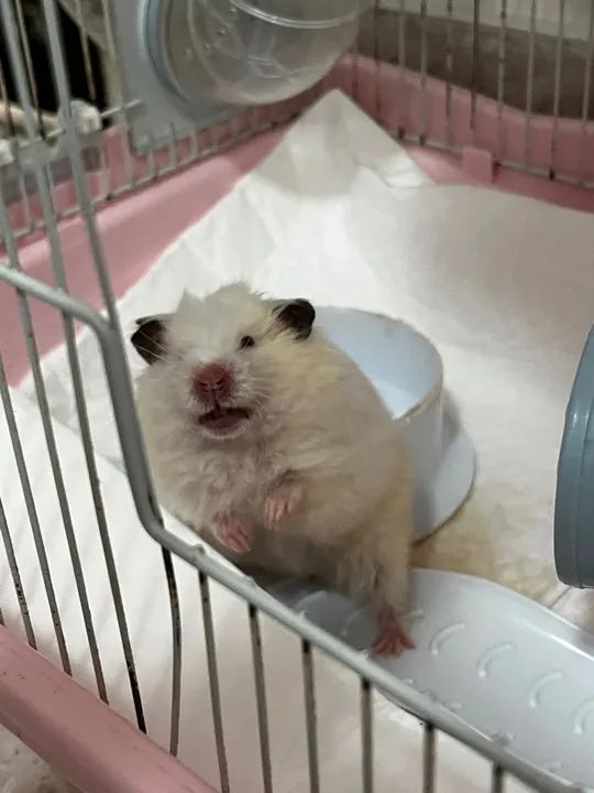 Gaiola para Roedores - 2 Andares - Foto 5