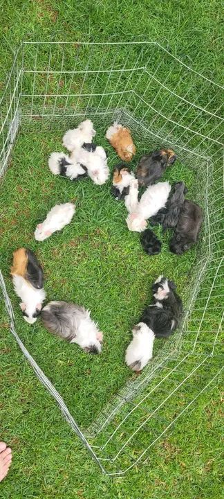 Porquinhos da india peruanos