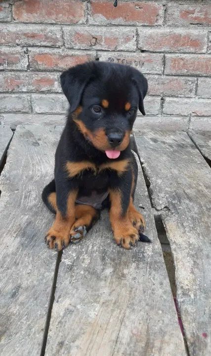Rottweiler: amizade