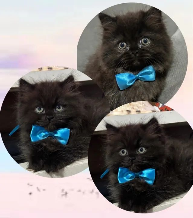 Filhotes de Gato Persa - Foto 3