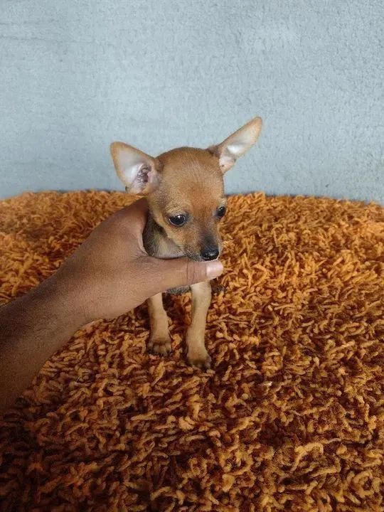 Filhote de pinscher- Fofa e Carinhosa - Foto 2