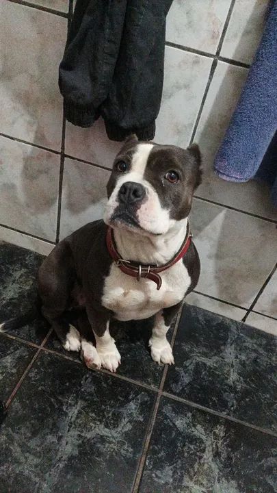 vende-se Femea de American Bully  - Foto 4