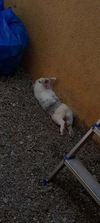 Coelho branco e cinza para adoção