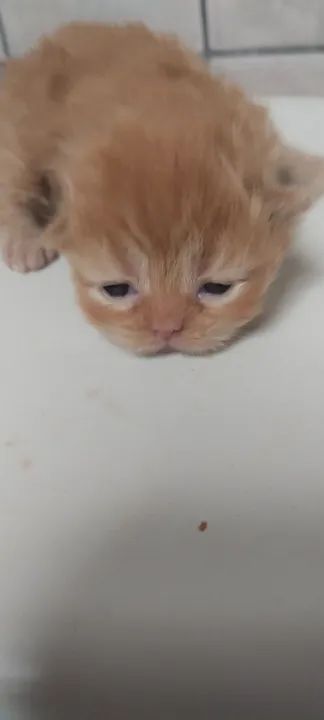 Dois Gatinhos Persas Lindos par3 femeias e 1 macho de persa.  1500 fêmea e 1200 maa Adoção - Foto 5