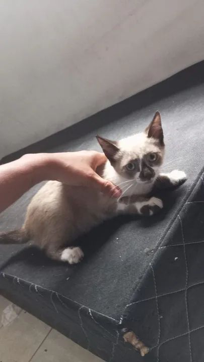 Doa-se gatos  - Foto 3