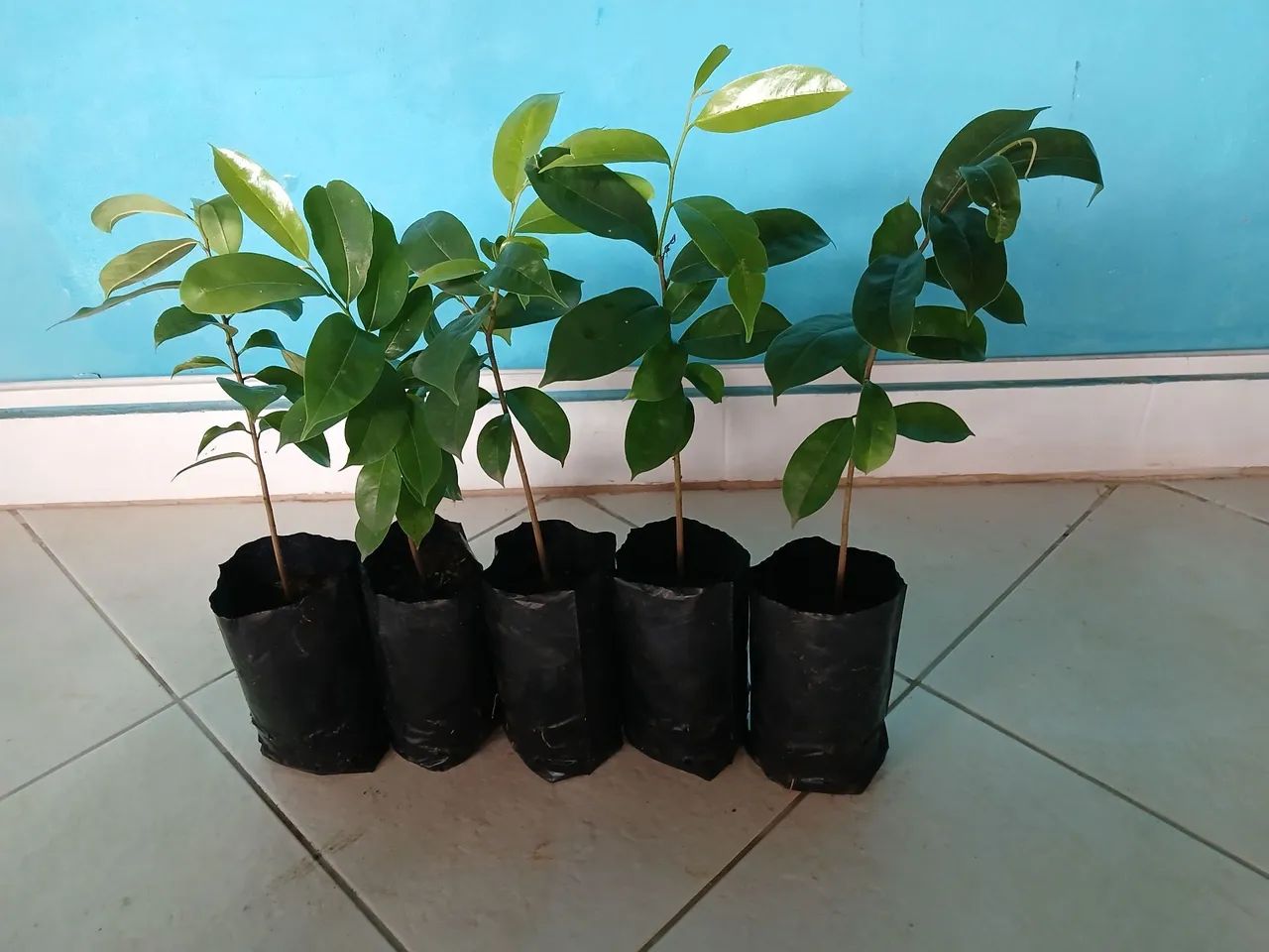 Graviola kit 2 mudas  - Foto 2