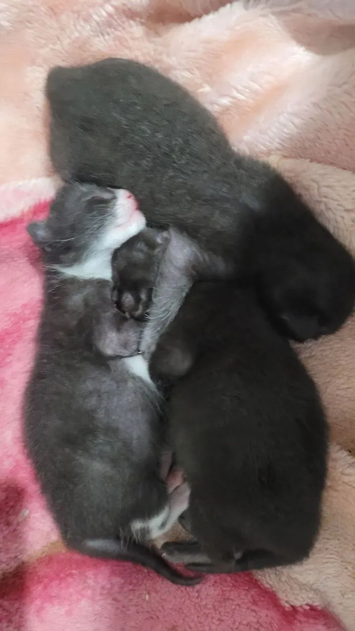 Gata e filhotes  - Foto 3