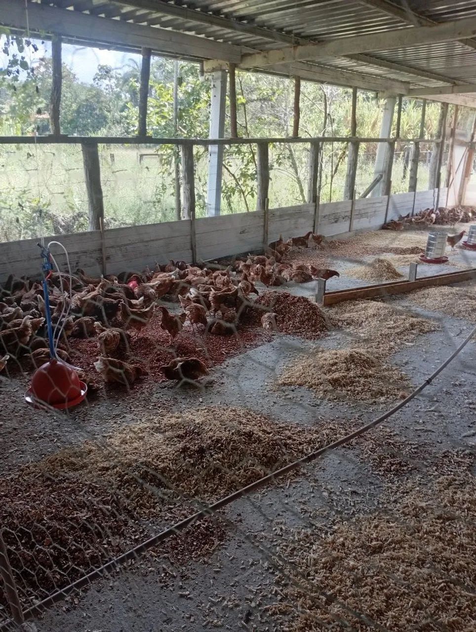 galinhas isa braw poedeiras 