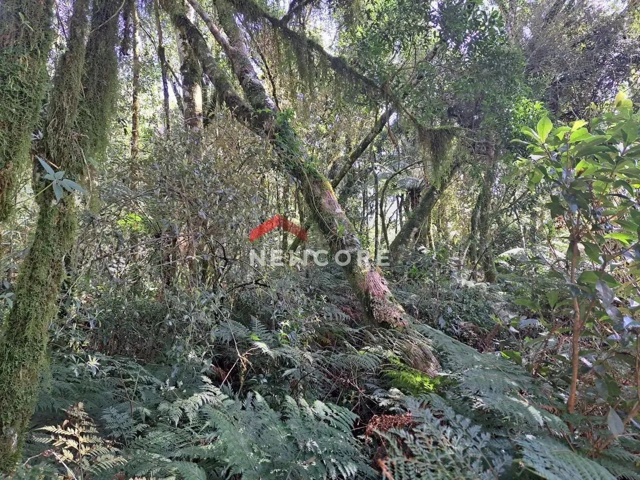 Lote em Rua São Gotardo - São Bernardo - São Francisco de Paula/RS - Foto 3