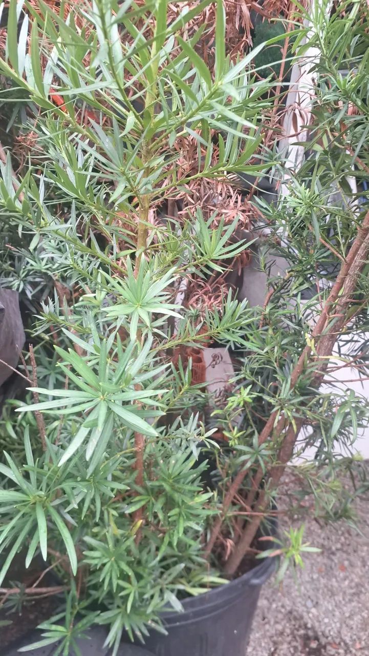 Bodocarpus Plantas para jardim - Foto 2