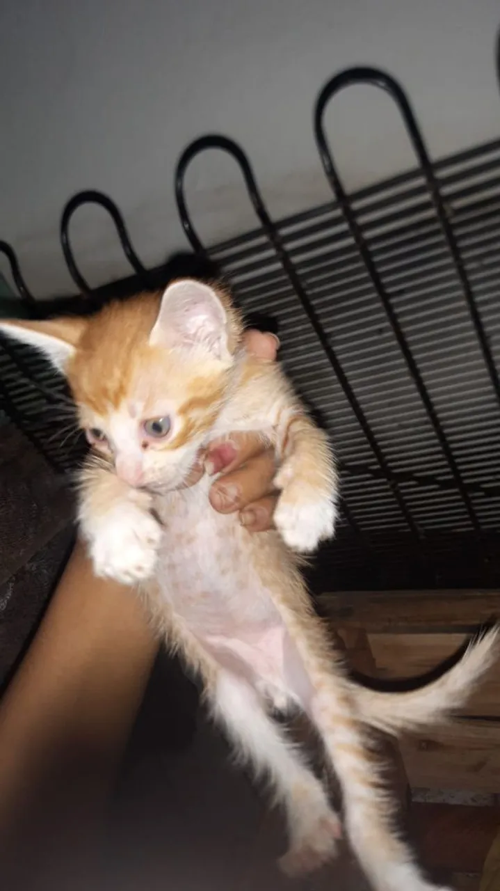 Filhote de gato laranja