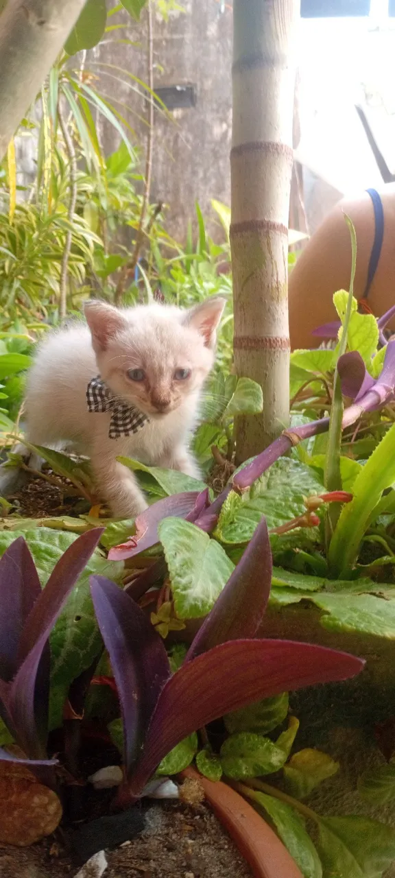 Gatinho (MACHO)branco disponível para adoção responsável