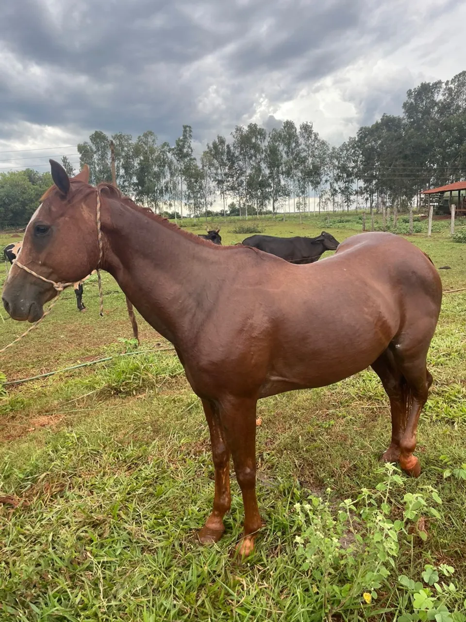 Cavalo QM
