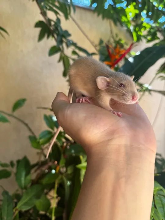 Rato Twister  - Foto 4