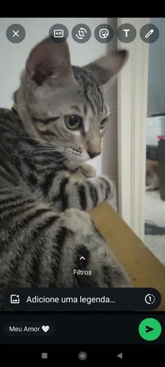 Gatinho Siamês (PURO) disponível para adoção - Foto 2