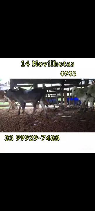 14 Novilhotas  - Foto 5