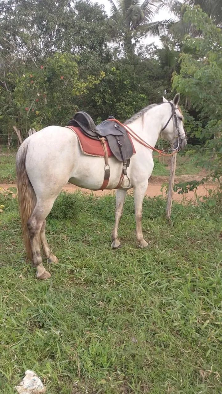 POTRA MM  DE PICADO GENUÍNO