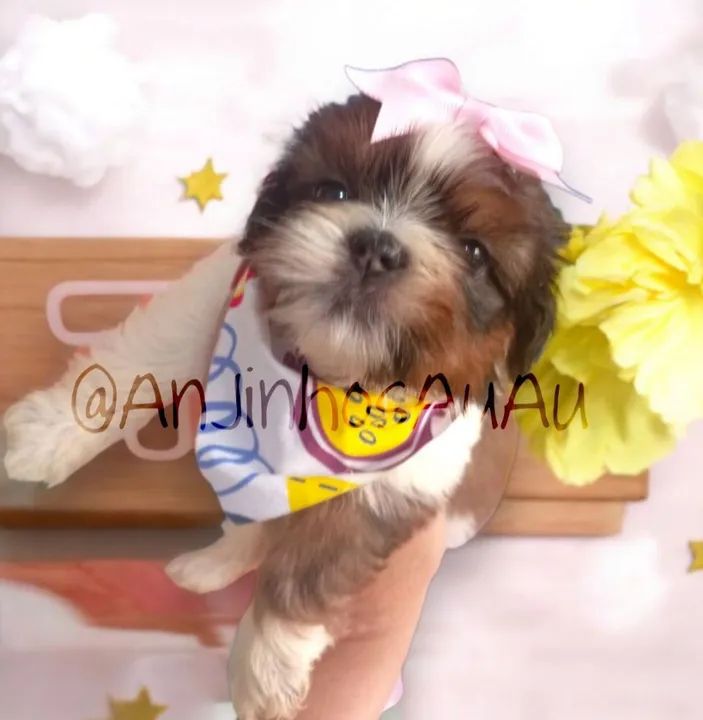 Shih Tzu Fêmeas bem pequenas  - Foto 3