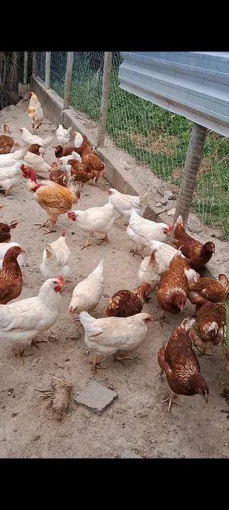 Frangas Poedeiras novas  - Foto 2