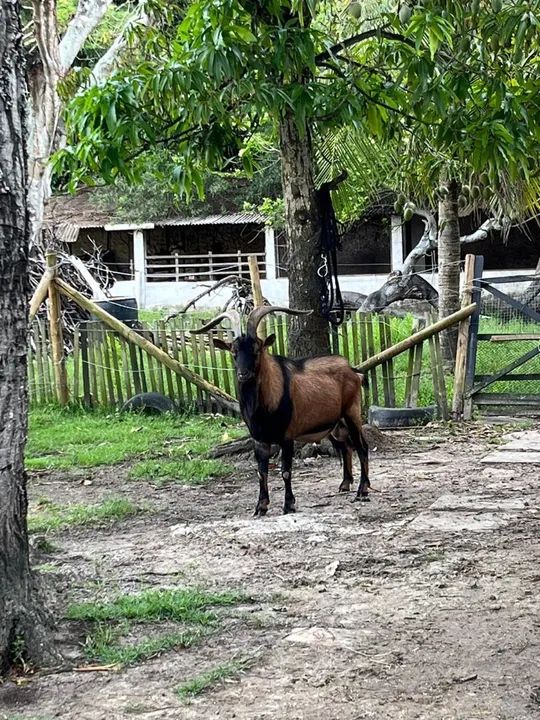 Venda Reprodutor Pardo Alpino ( Cabra Bode Leiteiro) - Foto 4