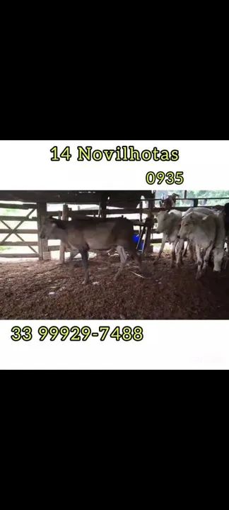 14 Novilhotas  - Foto 3