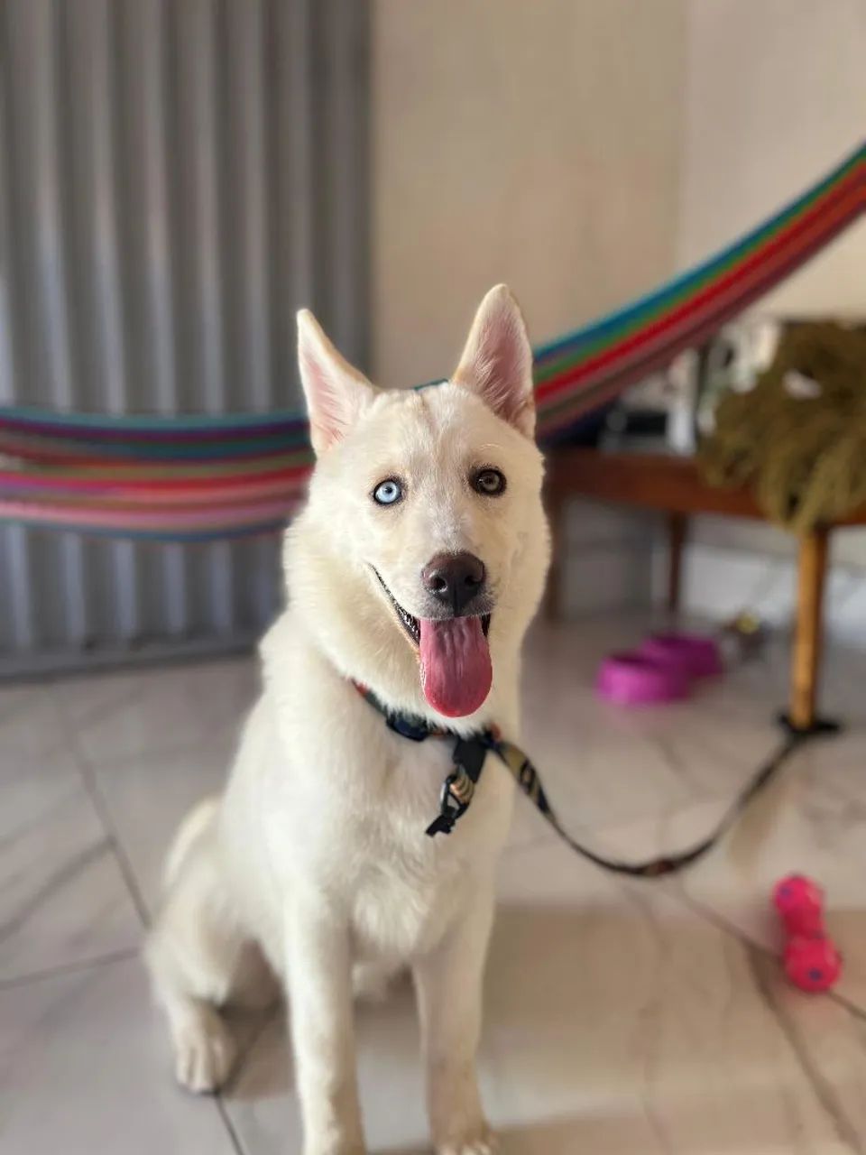 HUSKY SIBERIANO - Foto 3