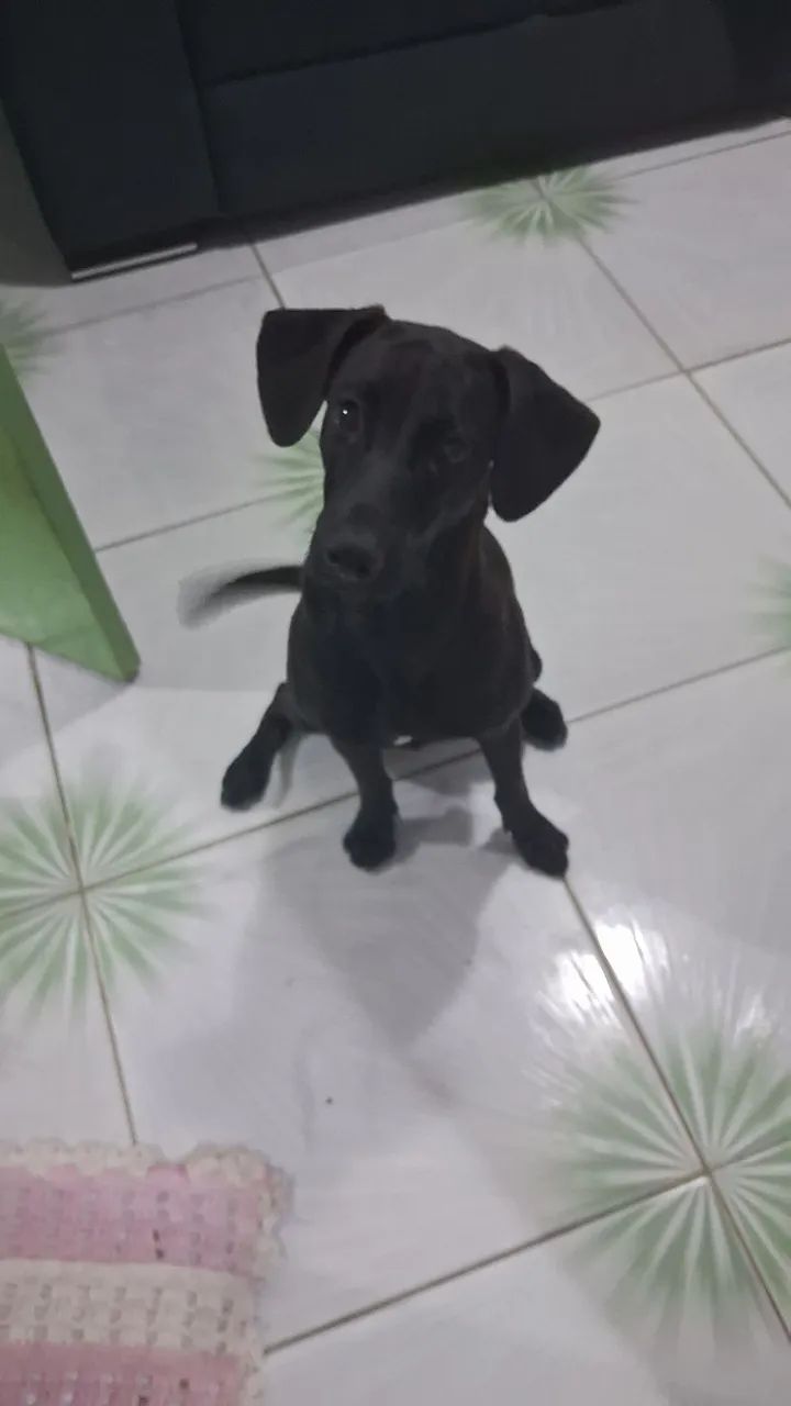 Linda Viralata Preta - Foto 2