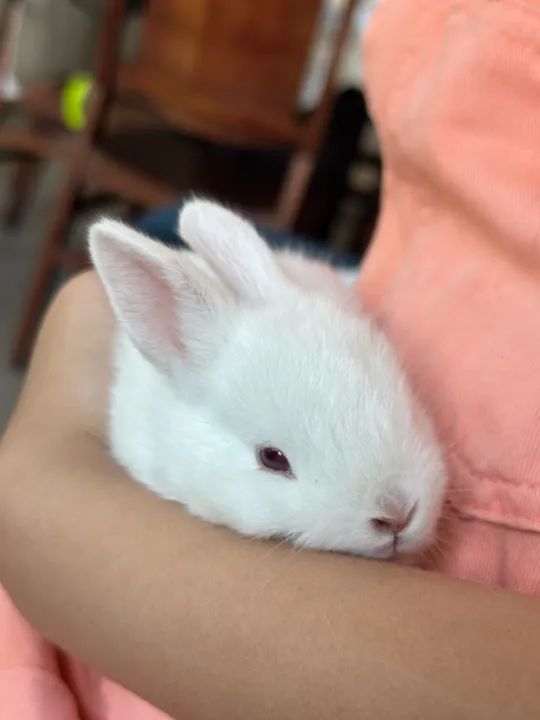 Coelho branco filhote 