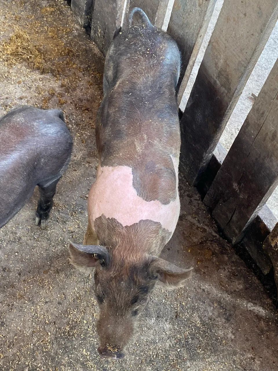Porco  - Foto 2