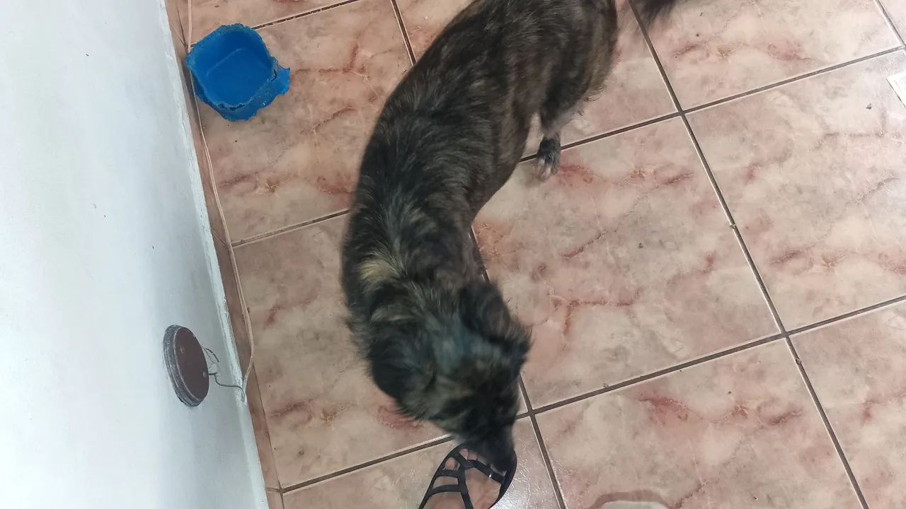 Doa se cadela - Foto 2