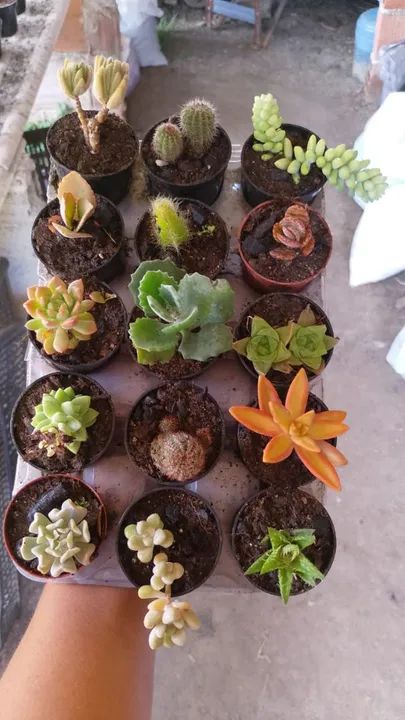 Cactos e suculentas  - Foto 4