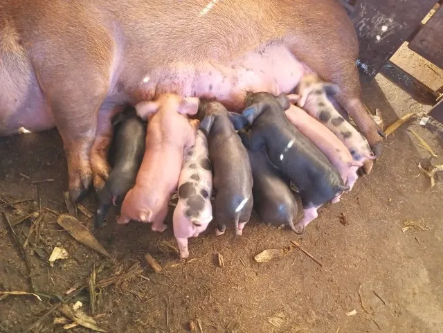 Porco caipira desmamado