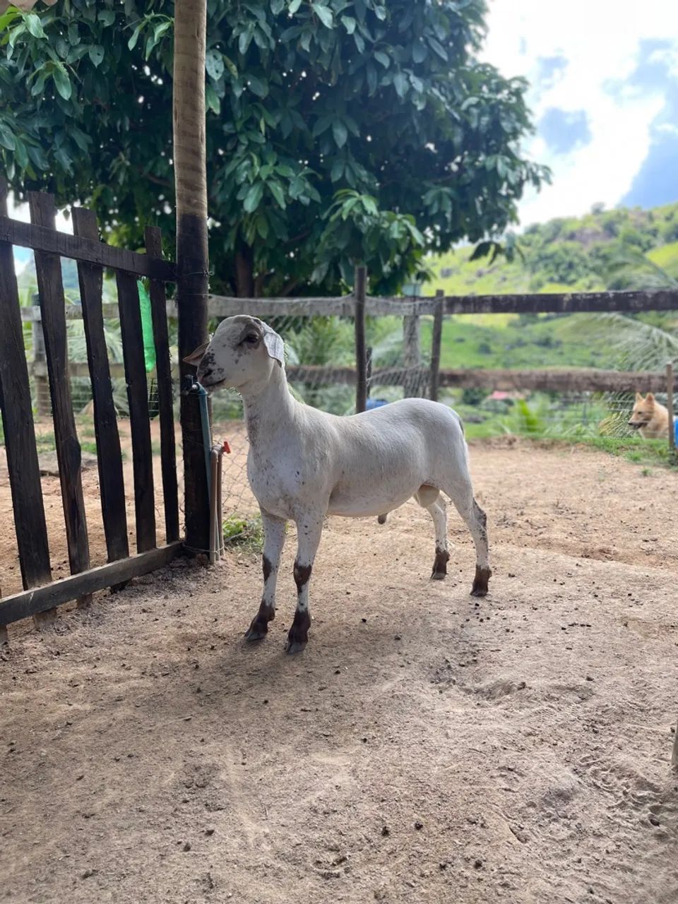 Carneiro de Alta Qualidade à Venda - Oportunidade Única! ? - Foto 3