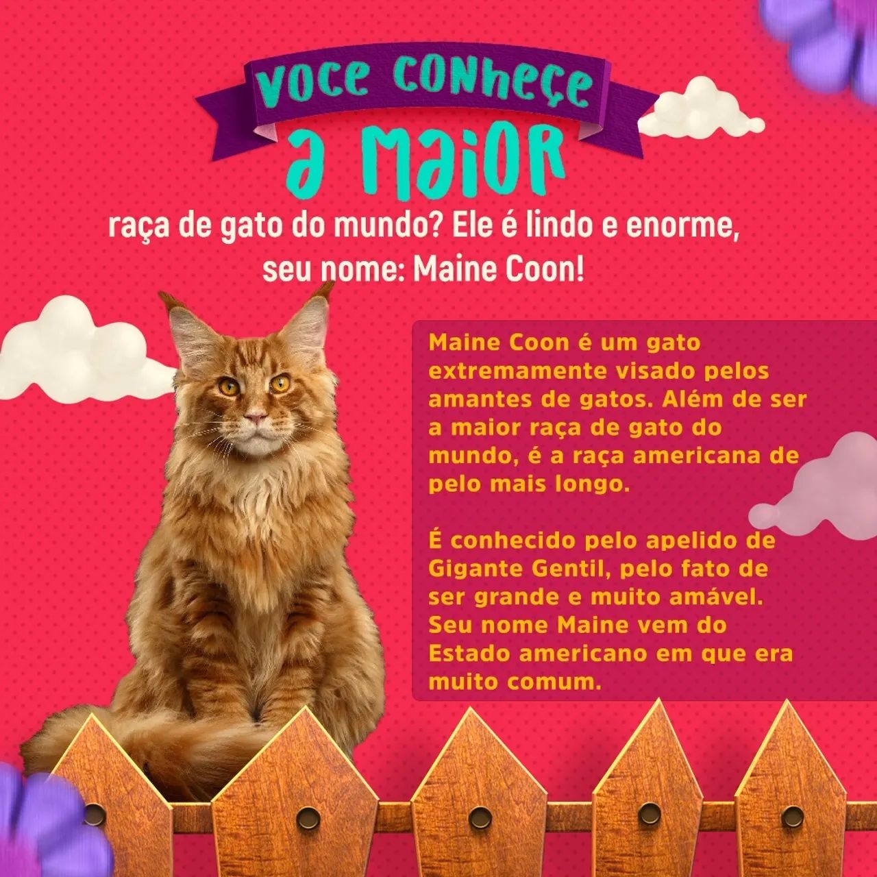 Gatos Maine Coon - Foto 2