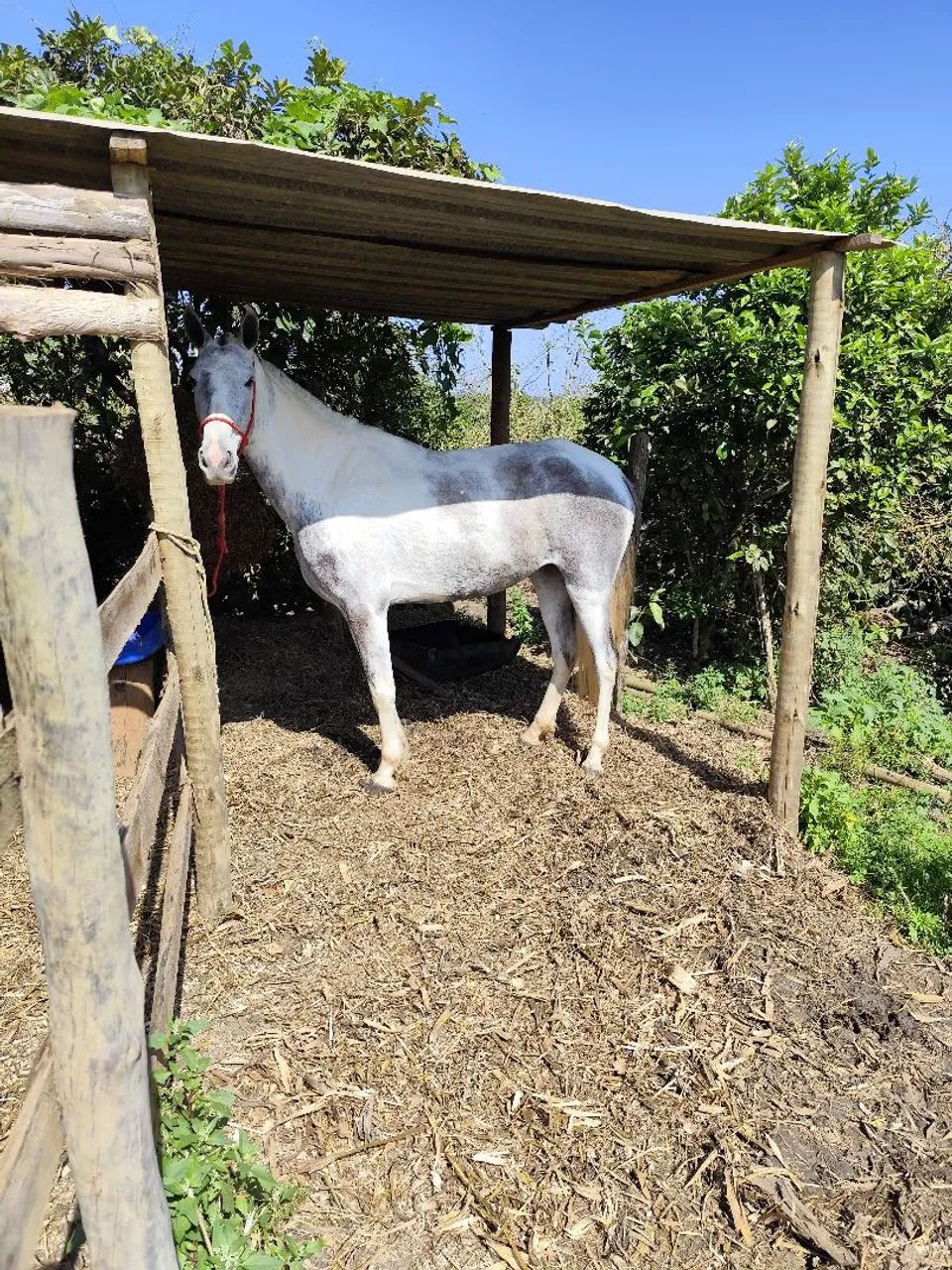 Égua Mangalarga  - Foto 3