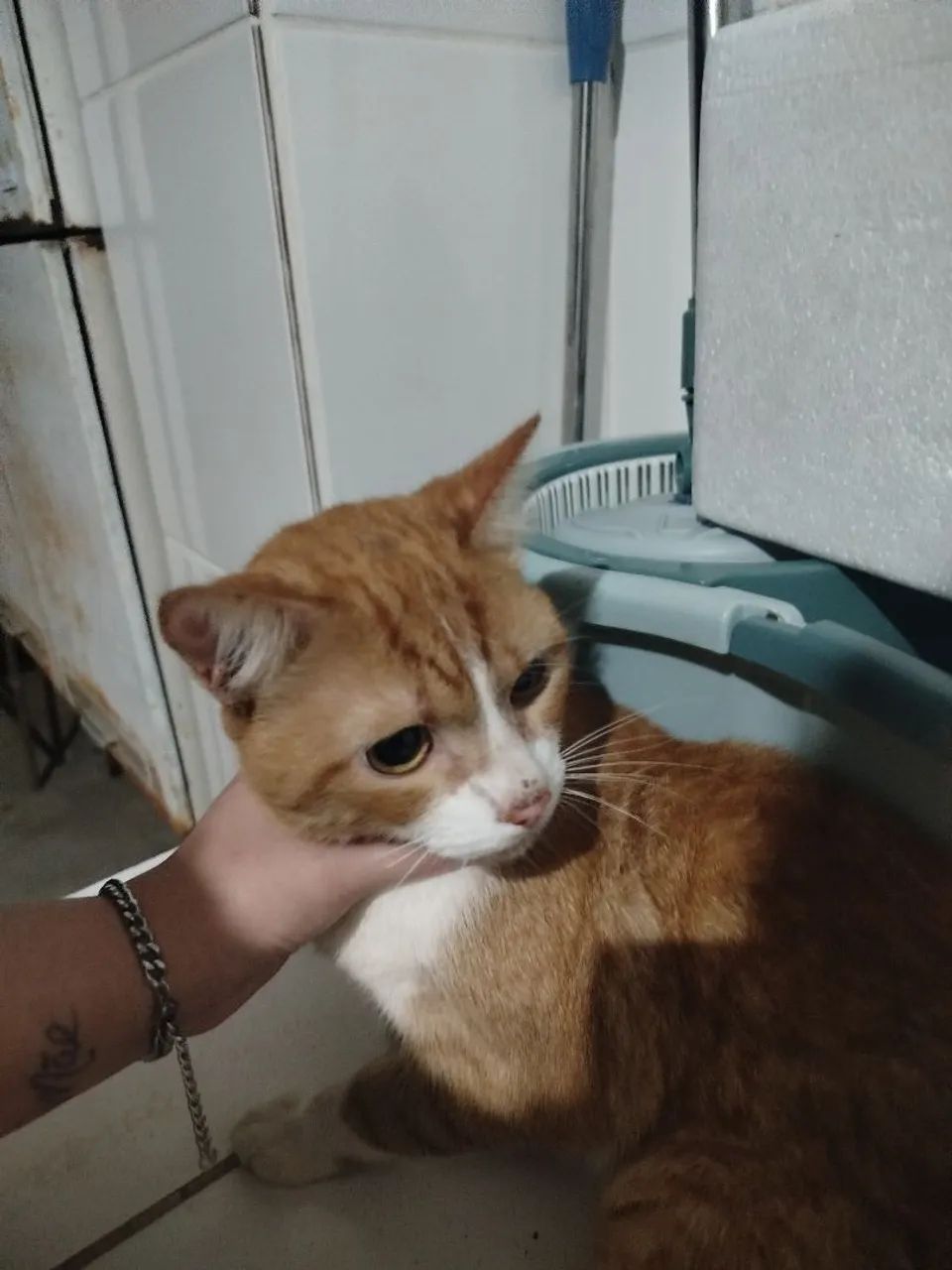 Tenho um gato(a) laranja com branco para doação 