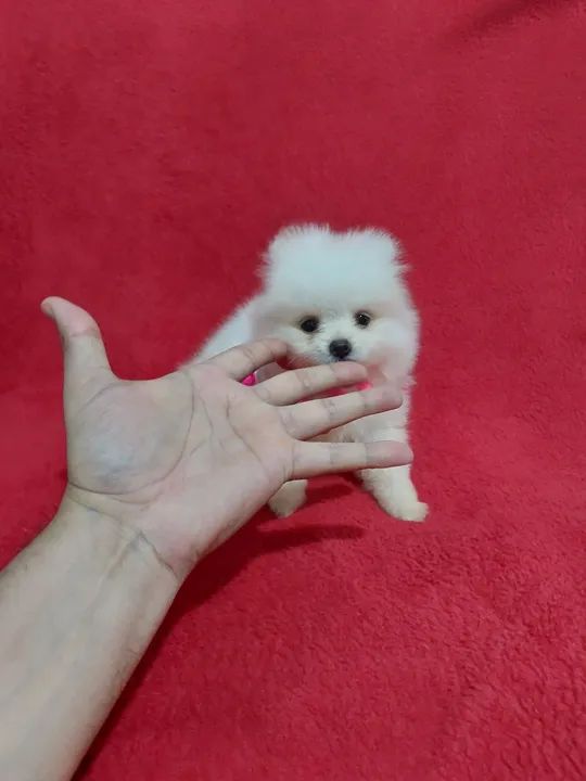 Spitz alemão anão macho com 50 dias pai pesa 1k e 200 gramas  - Foto 2