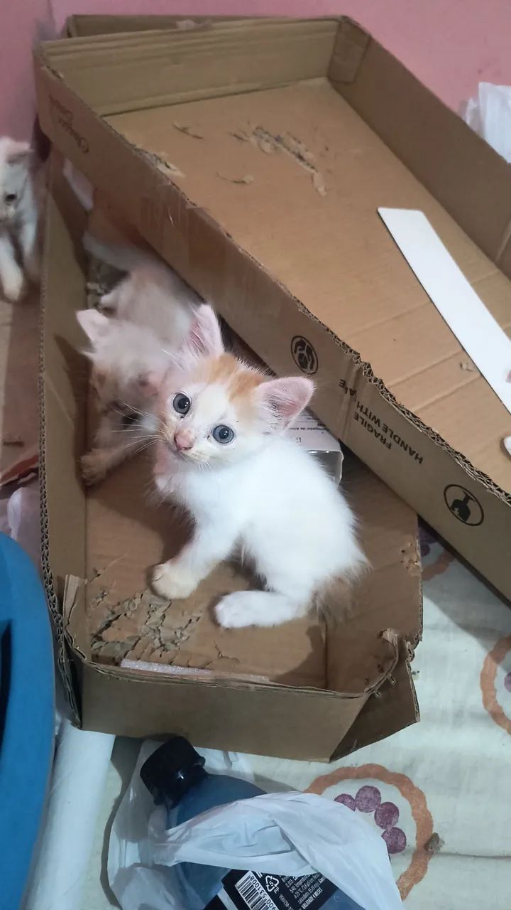 Gatinhos fofinhos  - Foto 3