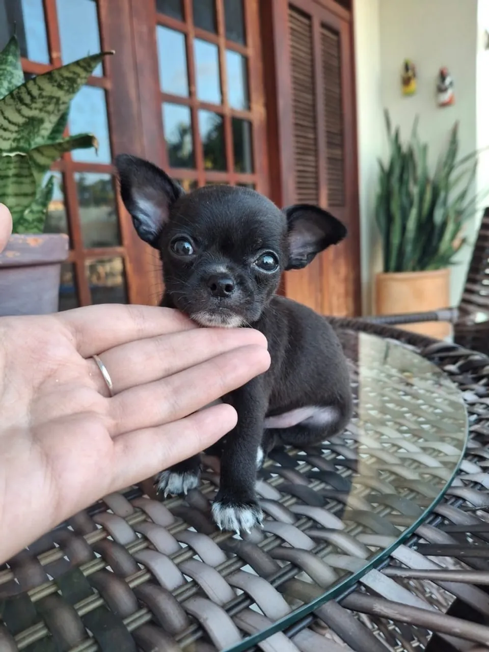 Filhote Chihuahua Macho