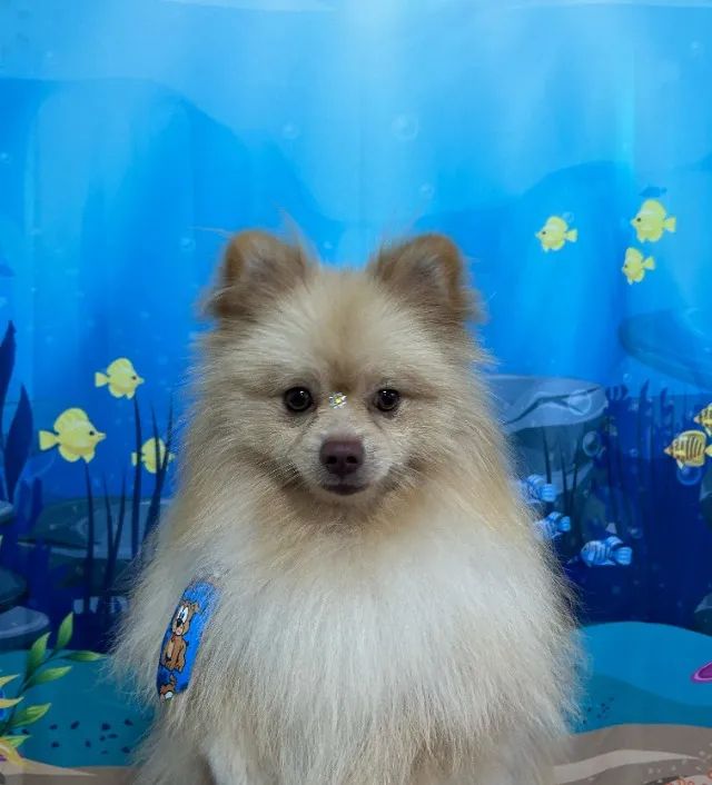 Vendo - Spitz Alemão - Foto 2