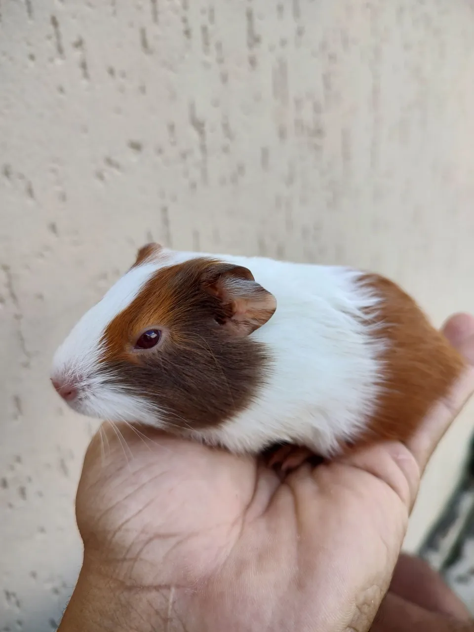 Lindo Porquinho da Índia Tricolor raro bege, branco e marrom. Olhos vermelhos